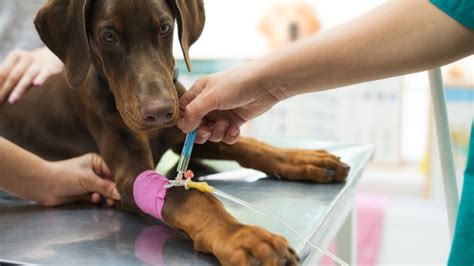 dic dog water drop testing|dic in dogs.